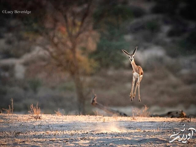 عکس‌های کمدی برگزیده از حیات‌وحش